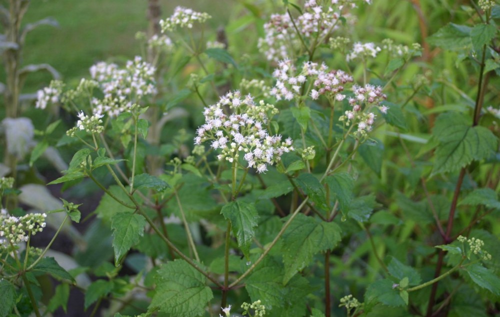 white_snakeroot